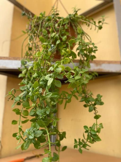 Dani Two Bedroom Home In Center Of تيرانا المظهر الخارجي الصورة